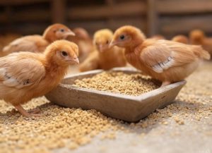 food-and-feed-certification food-and-feed-certification
