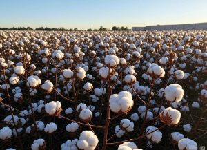 textile-and-recycling-certification textile-and-recycling-certification